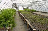 Greenhouse growing area