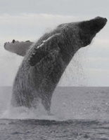 Humpback Whale