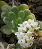 Hinahina flower of Moloka'i