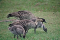 Nene or Hawaiian Goose