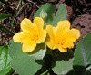 Flower of Oahu