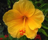 Yellow Hibiscus